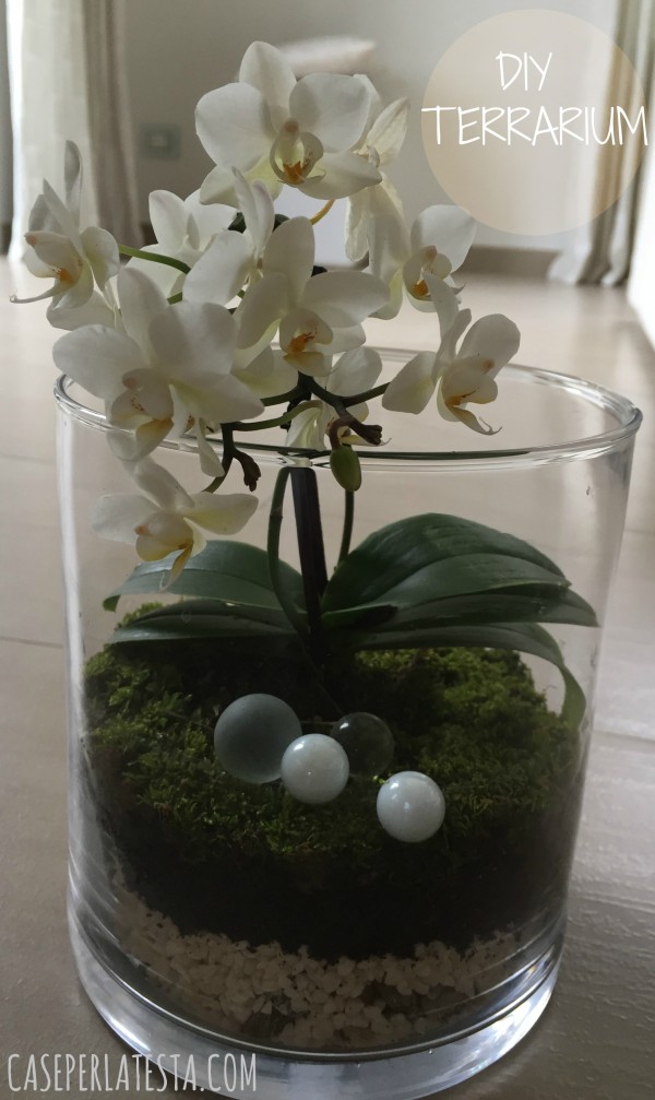 Terrario, terrario di orchidee, orchidea, centrotavola, vaso di